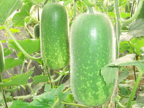 小西瓜条吃瓜视频大全集,趣味横生的瓜界盛宴