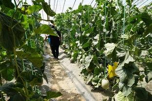 门头沟吃瓜视频,揭秘当地美食风情