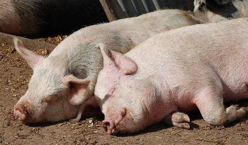 猪巴戎吃酉瓜视频