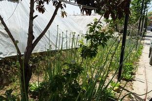 莱芜公园吃瓜视频,趣味横生的夏日午后