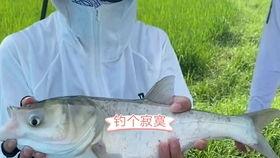 吃瓜老板钓鱼视频大全,吃瓜老板视频大全趣味盘点