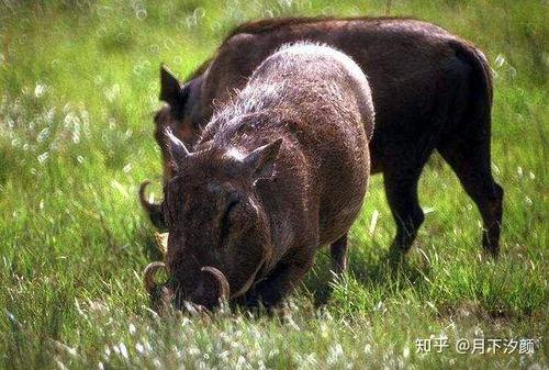 野猪吃瓜少女视频,一场奇妙的自然邂逅