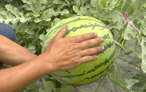 大吴江吃瓜视频,揭秘幕后真相，带你领略网络热点的魅力